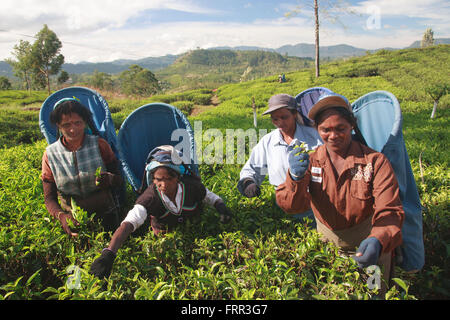 Tamil Tee-Pflückerinnen auf einem Landgut in der Nähe von Nuwara Eliya, Sri Lanka Stockfoto