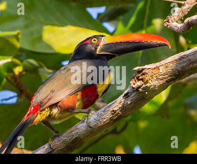 Die Halbinsel OSA, COSTA RICA - feurig-billed Aracari, ein Tukan im Regenwald. Pteroglossus frantzii Stockfoto