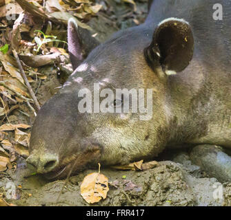CORCOVADO Nationalpark, COSTA RICA - Baird es Tapir, trächtige Weibchen ruhen, Halbinsel Osa. Vom Aussterben bedrohte Arten. Tapirus bairdii Stockfoto