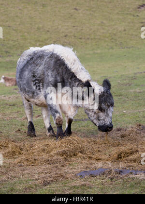 Highland Kühe in Millington Yorkshire Stockfoto