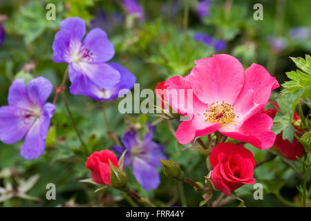 Rosa Rosen und blauen Geranien in einem krautigen Grenze. Stockfoto