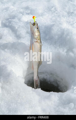 Ein junger Hecht oder Zander Fisch ist gezogen aus Eis Angeln Loch noch auf Angelschnur Stockfoto