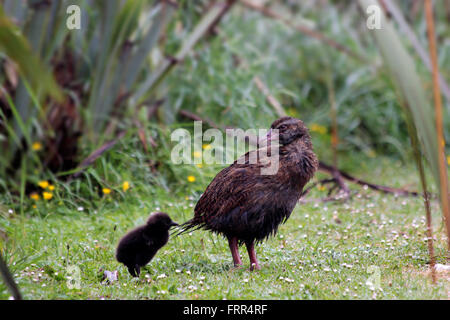 WEKA (Gallirallus Australis) in der Nähe von Cape Foulwind, Region West Coast, New Zealand Stockfoto