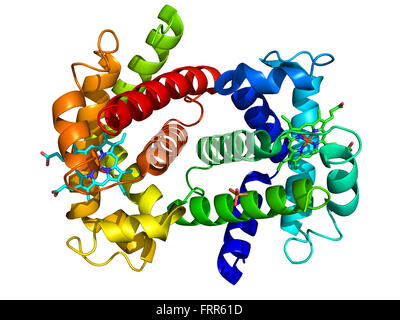 Menschliche Oxyhemoglobin Molekülstruktur Stockfoto