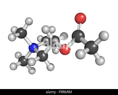 Neurotransmitter Acetylcholin (ACh), molekulare Modell. Atome werden als Kugeln mit konventionellen Farbkodierung dargestellt. Stockfoto