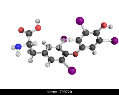 Thyroxin der Schilddrüse Hormon Molekül. Thyroxin ist eine Schilddrüse Hormon, das spielt eine Rolle im Energie-Stoffwechsel-Regelung Stockfoto