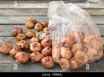 Eine Tasche von Gladiola Zwiebeln zu Pflanzen bereit. Stockfoto