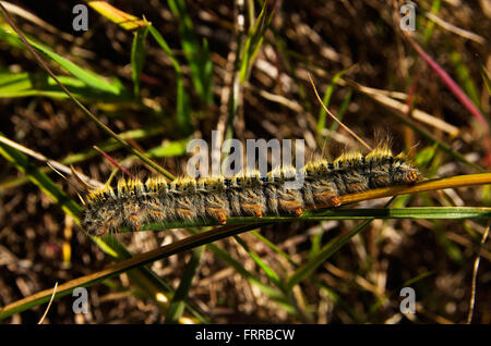 Behaarte Grass Eggar Raupe - Lasiocampa trifolii Stockfoto