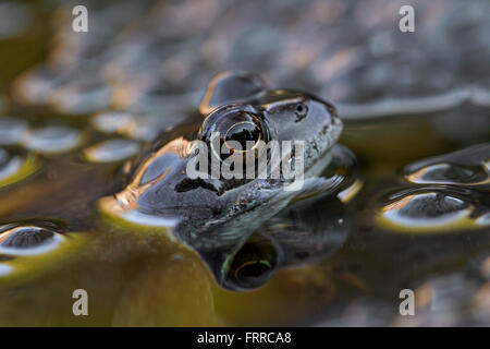 Europäische Grasfrosch (Rana Temporaria) Nahaufnahme des Kopfes unter Frogspawn im Teich Stockfoto