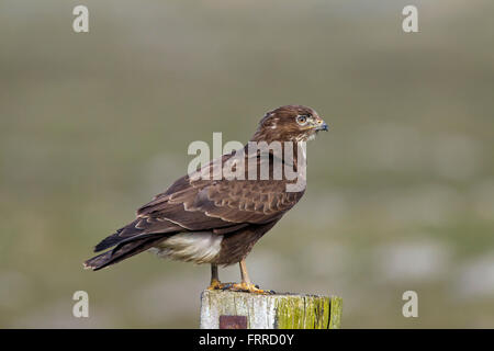 Mäusebussard (Buteo Buteo) thront auf hölzernen Zaunpfosten entlang Grünland Stockfoto