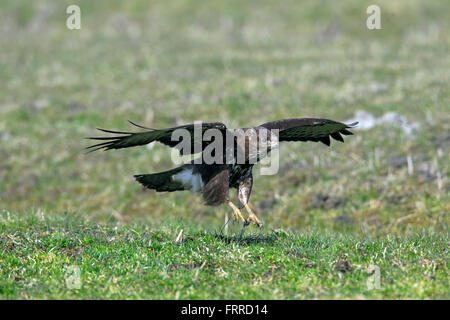 Mäusebussard (Buteo Buteo) Landung in Grünland Stockfoto