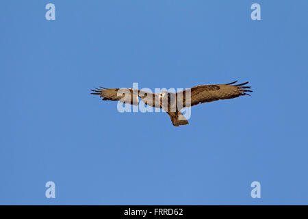 Mäusebussard (Buteo Buteo) im Flug mit beschädigten Flügel gegen blauen Himmel Stockfoto