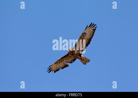 Mäusebussard (Buteo Buteo) im Flug gegen blauen Himmel Stockfoto