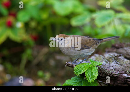 Eurasische Mönchsgrasmücke (Sylvia Atricapilla) Frauen im Wald Stockfoto