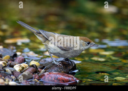 Eurasische Mönchsgrasmücke (Sylvia Atricapilla) weibliche Trinkwasser aus Bach Stockfoto