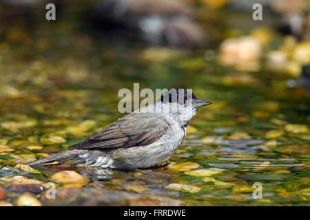 Eurasische Mönchsgrasmücke (Sylvia Atricapilla) männlich im flachen Wasser Baden Stockfoto