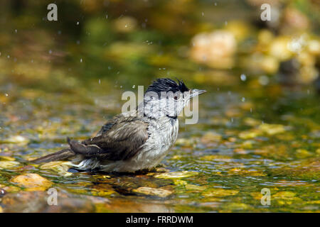 Eurasische Mönchsgrasmücke (Sylvia Atricapilla) männlich im flachen Wasser Baden Stockfoto