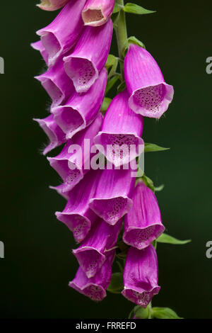 Gemeinsamen Fingerhut / Fingerhut lila / lila Blüten Nahaufnahme Damenhandschuh (Digitalis Purpurea) Stockfoto