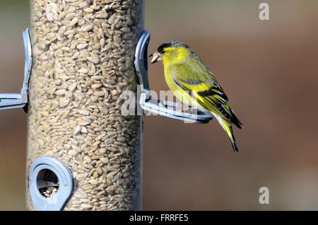 Erlenzeisig Zuchtjahr Spinus auf ein Vogelhaus mit Sonnenblumenkerne im Schnabel Stockfoto