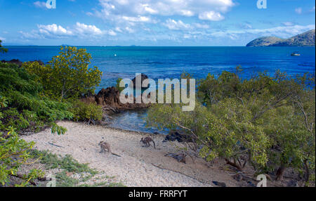 Kängurus auf der Strand Whitsunday Inseln, Great Barrier Reef, Australien Stockfoto