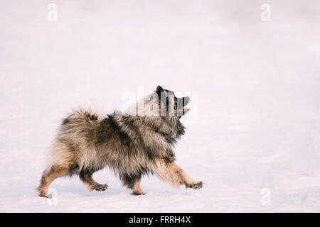 Young Keeshond, Keeshonden Hund im verschneiten Winter park Stockfoto