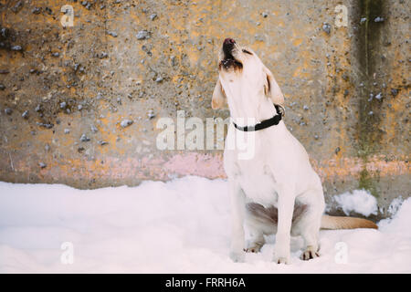 Obdachlose bellen weißen Labrador Hund sitzen im Freien im Schnee, Winter-Saison. Stockfoto