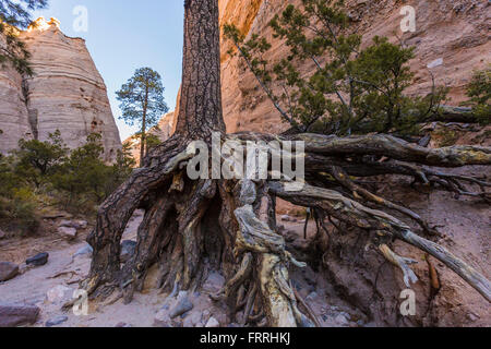 Ponderosa Pine Wurzeln ausgesetzt durch Sturzfluten entlang Slot Canyon Trail im Kasha-Katuwe Zelt Rocks National Monument, New Mexico Stockfoto