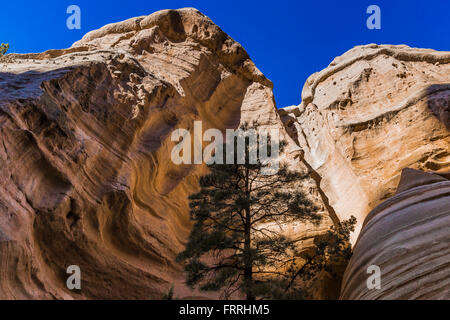 Kreuz-Bett lagen Peralta Tuff entlang dem Slot Canyon Trail im Kasha-Katuwe Zelt Rocks National Monument in New Mexico, USA Stockfoto