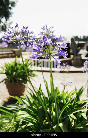 Beet mit Blumen im alten Park an sonnigen Sommertag. Stockfoto