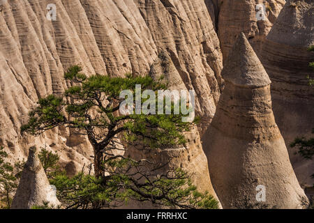 Zelt-förmigen Hoodoos und Gelb-Kiefer angesehen auf Slot Canyon Trail am Kasha-Katuwe Zelt Rocks National Monument, New Mexico, USA Stockfoto