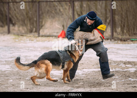 GOMEL, Weißrussland - 20. Februar 2016: Deutscher Schäferhund Hundetraining. Hund beißt. Elsässischen Wolf-Hund. Deutscher, Hund Stockfoto