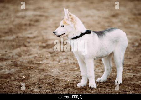 Junge weiße Husky Welpen Hund mit blauen Augen im Herbst Outdoorpark Stockfoto