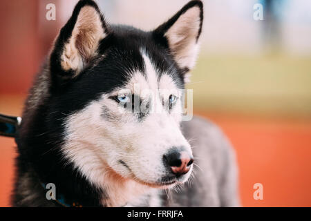 Blauäugige Erwachsener Siberian Husky Hund Portrait hautnah Stockfoto