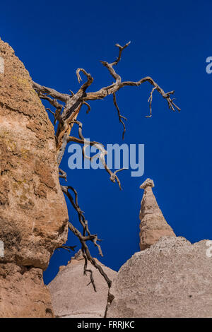 Toten Ponderosa Pine, Pinus Ponderosa mit Zelt-förmigen Hoodoos in Kasha-Katuwe Zelt Rocks National Monument, New Mexico, USA Stockfoto