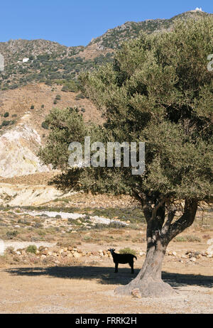 eine Ziege unter einem Baum durch den Krater des Vulkans Stephanos auf der Insel Nisyros Griechenland Stockfoto