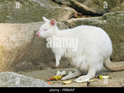 Albino Bennetts Wallaby - Macropus Rufogriseus Stockfoto