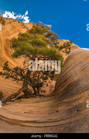 Gelb-Kiefer, Pinus Ponderosa, wächst in geformten Felsformationen entlang dem Slot Canyon Trail am Kasha-Katuwe Zelt Felsen Nati Stockfoto