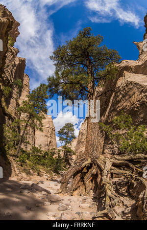 Wandern entlang dem Slot Canyon Trail am Kasha-Katuwe Zelt Rocks National Monument in New Mexico, USA Stockfoto