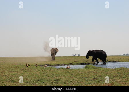 Elefanten Bullen aus dem Chobe Fluss spazieren und genießen ein Sandbad, Botswana Stockfoto