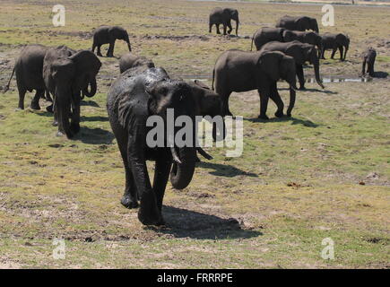 Elefantenherde zu Fuß entlang der Ufer des Chobe Flusses, Botswana Stockfoto
