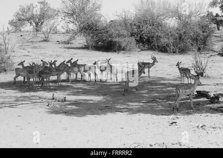 Impala Herde sonnen sich im Schatten einer Acacia Tree, Chobe Nationalpark, Botswana Stockfoto