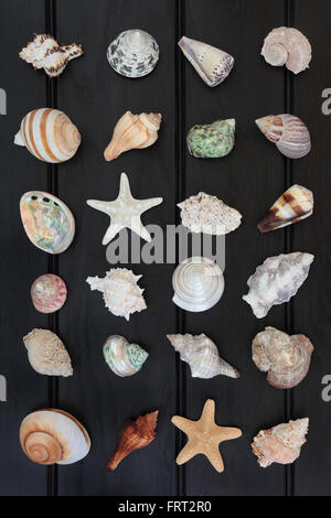 Großen Meer Shell Kollektion auf dunklem Holz. Stockfoto