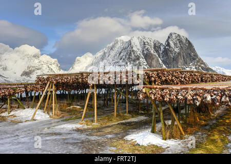 Stockfisch (Kabeljau) in der Winterzeit in Reine, Lofoten Inseln, Norwegen. Stockfoto