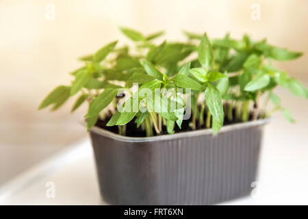 Auf dem Tisch liegt ein kleiner Kunststoff-Container mit jungen grünen Pfeffer Sämlinge. Stockfoto