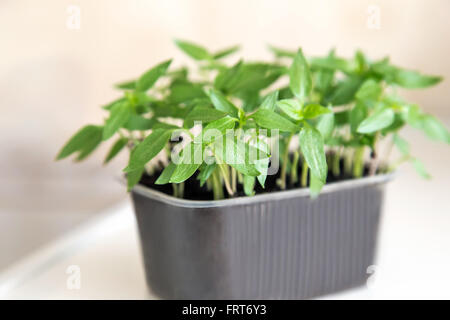 Auf dem Tisch liegt ein kleiner Kunststoff-Container mit jungen grünen Pfeffer Sämlinge. Stockfoto