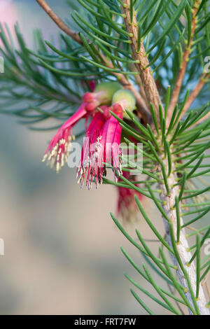Calothamnus Quadrifidus. Eine doppelseitige bottlebrush Stockfoto