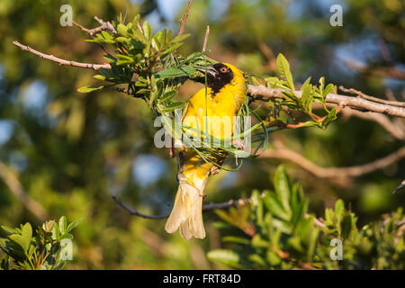 Südlichen maskiert Weber (Ploceus Velatus) Gebäude Nest, Western Cape, Südafrika Stockfoto