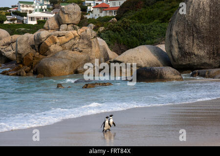 Afrikanische Pinguine (Spheniscus Demersus) zurück zur Kolonie, Foxy Beach Table Mountain National Park, Simons Town, Südafrika Stockfoto