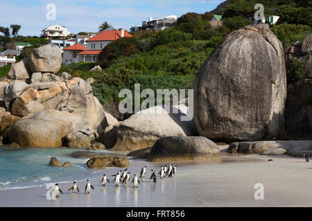 Afrikanische Pinguine (Spheniscus Demersus) zurück zur Kolonie, Foxy Beach Table Mountain National Park, Simons Town, Südafrika Stockfoto