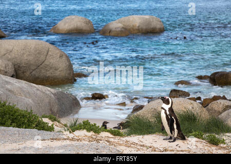 Afrikanische Pinguin (Spheniscus Demersus) von der Kolonie am Foxy Beach, Table Mountain National Park, Simons Town, Südafrika Stockfoto